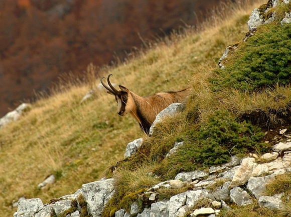 Camoscio d''Abruzzo Rupicapra pyrenaica ornata